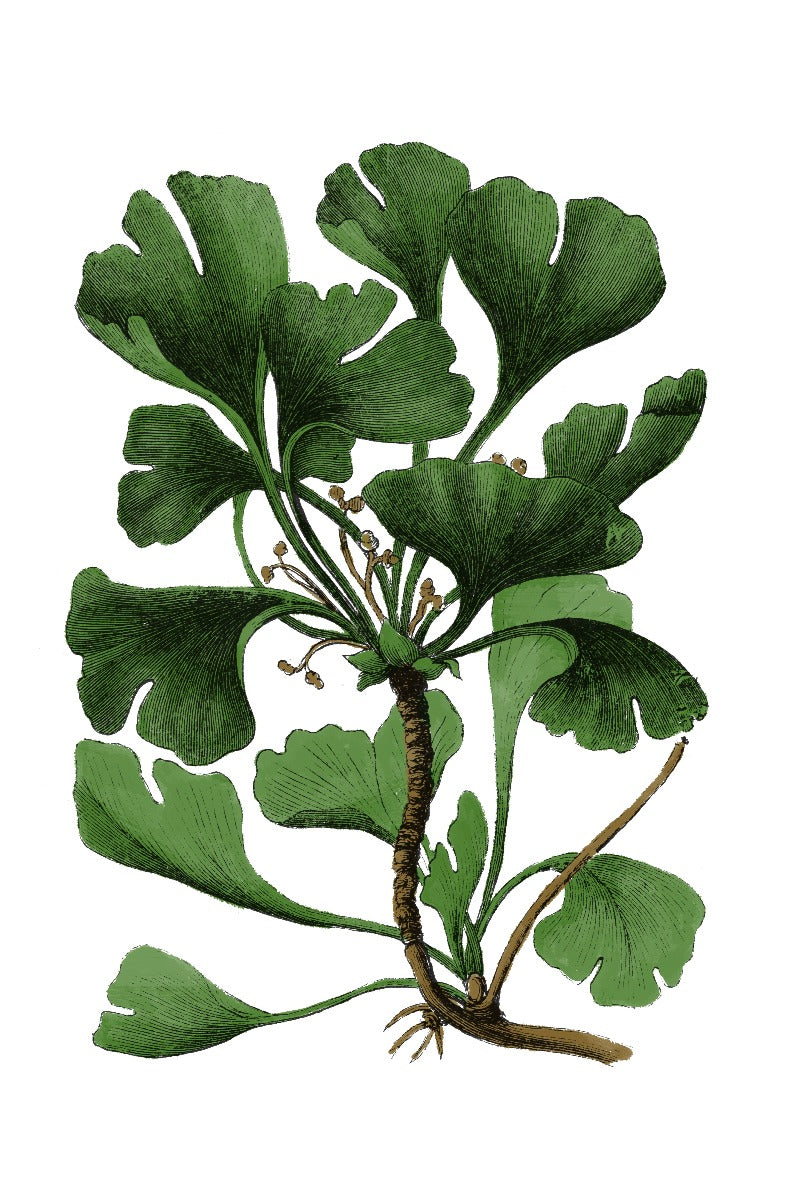 Aufzeichnungen von Green Botanics N01