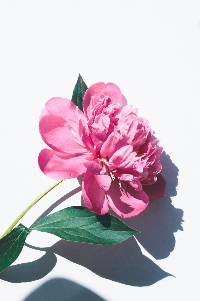 Les Fleurs N01-Plakat