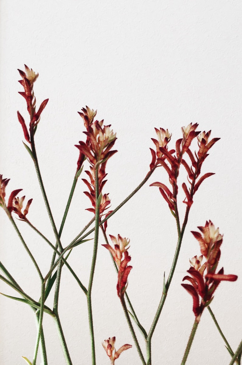 Abstraktes botanisches N02-Poster