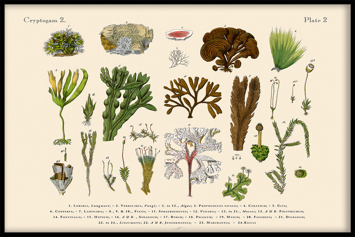 Skandinavische Flora N02-Aufzeichnungen