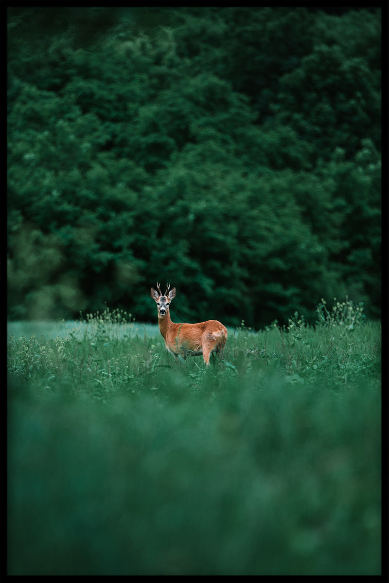Skandinavisk höst N01-Plakat