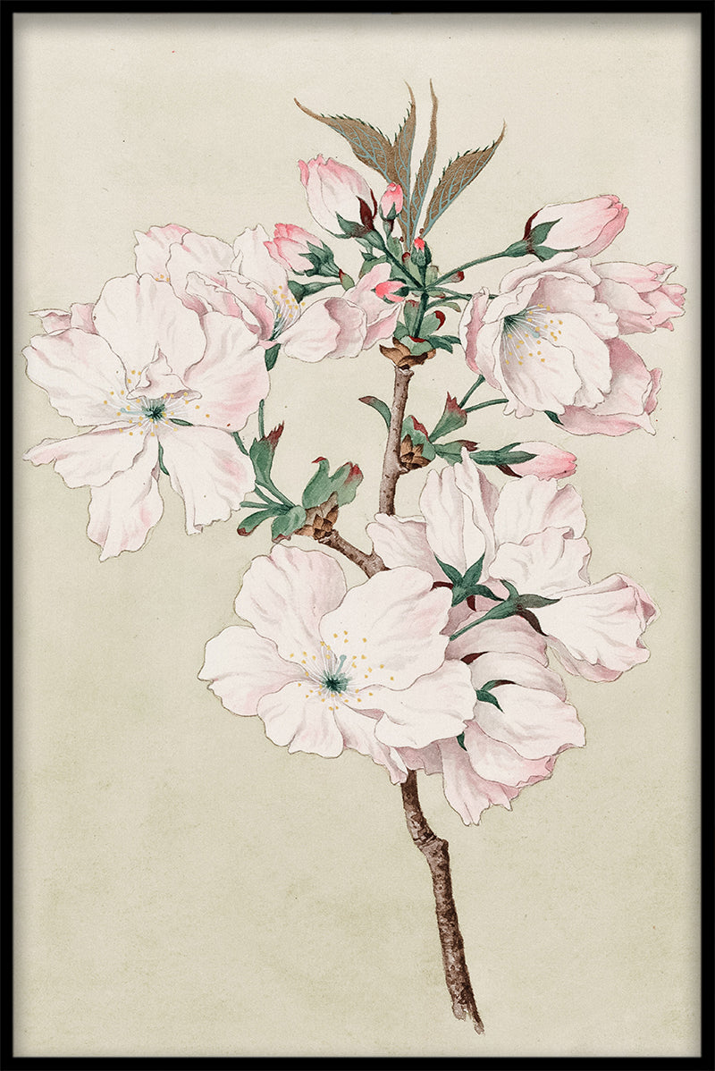 Kirschblüten N02 Einträge