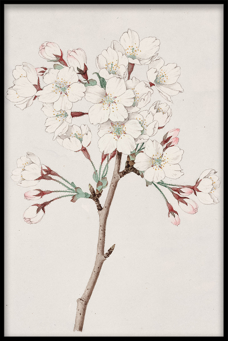 Kirschblüten N05 Artikel