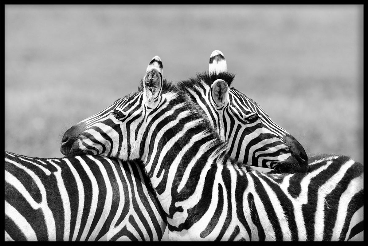 Tiere Schwarz-Weiß-N01-Aufzeichnungen