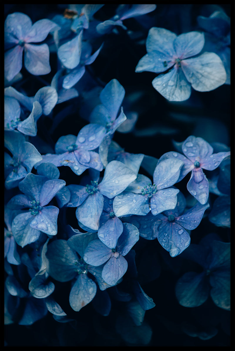 Flowermania N01-Plakat