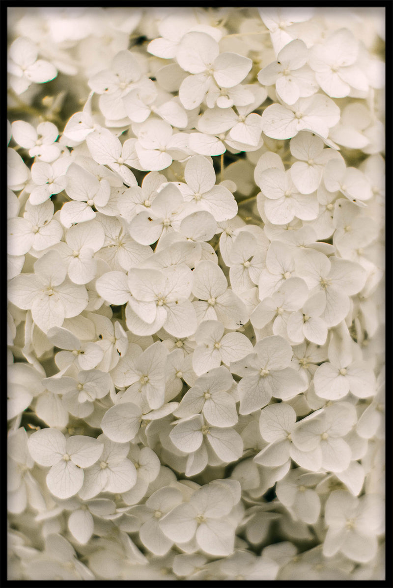 Flowermania N02-Plakat