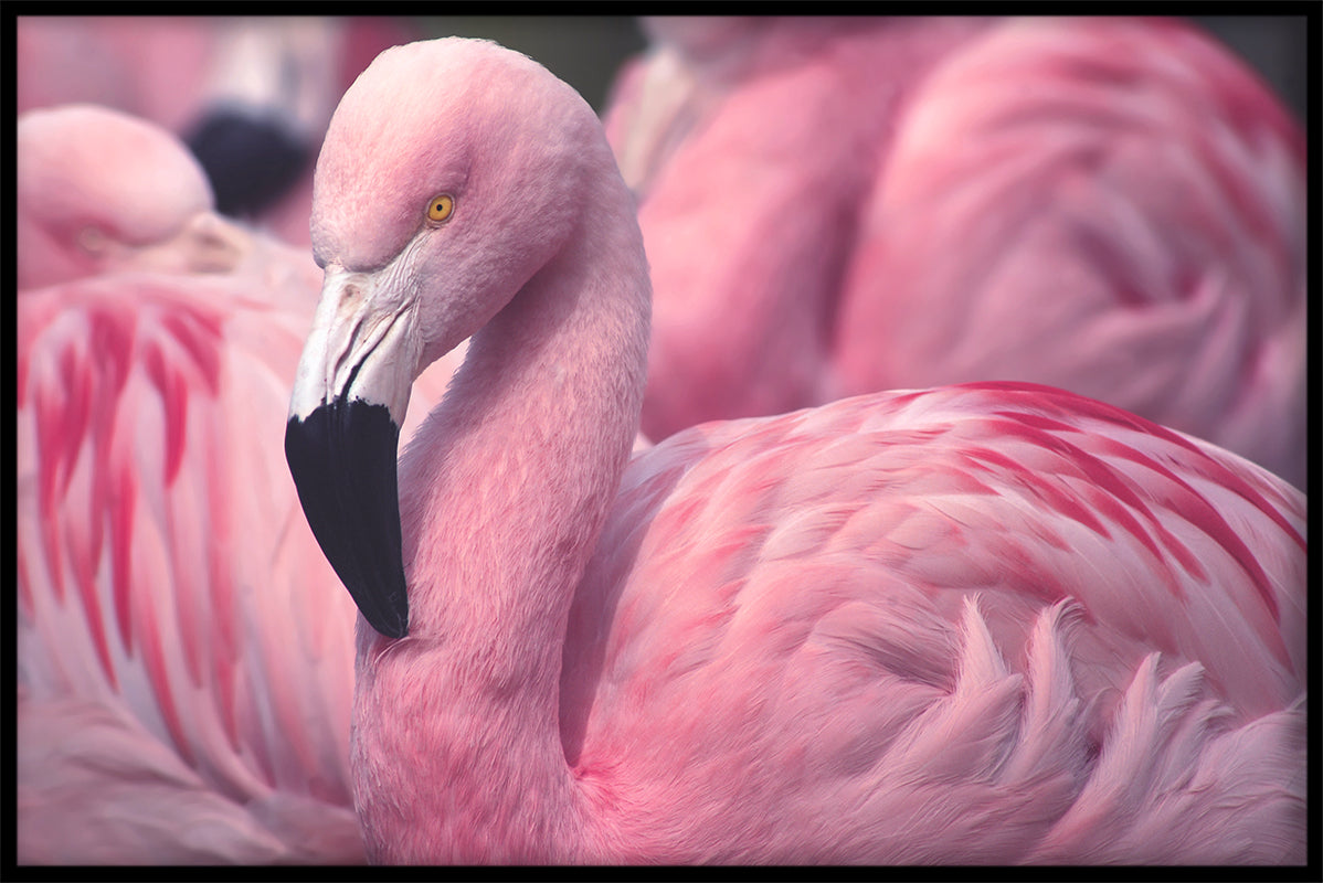 Flamingos-Nahaufnahmeplakat