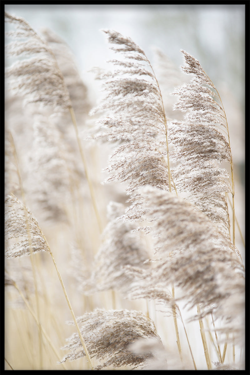 Reeds Aufzeichnungen