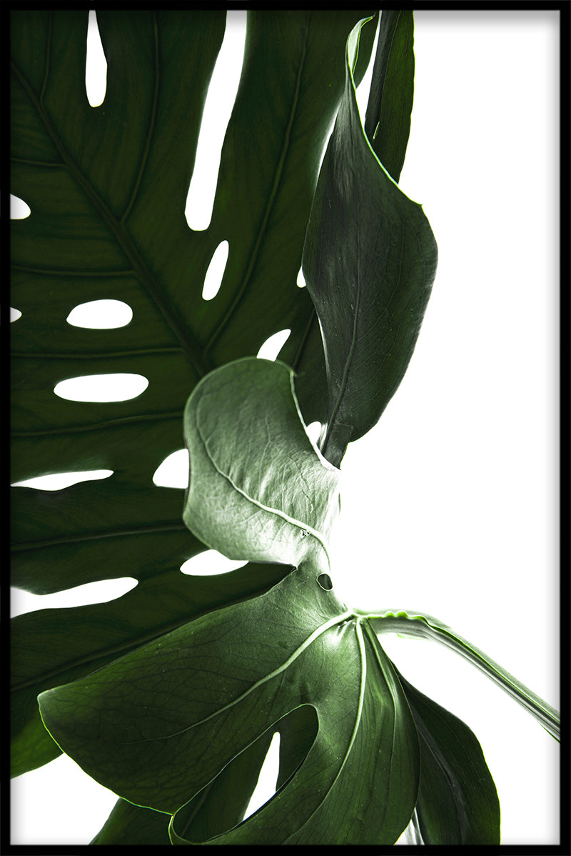 Monstera Nahaufnahme N03 Rekord