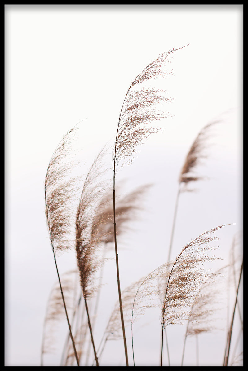 Reeds N02 Poster-s