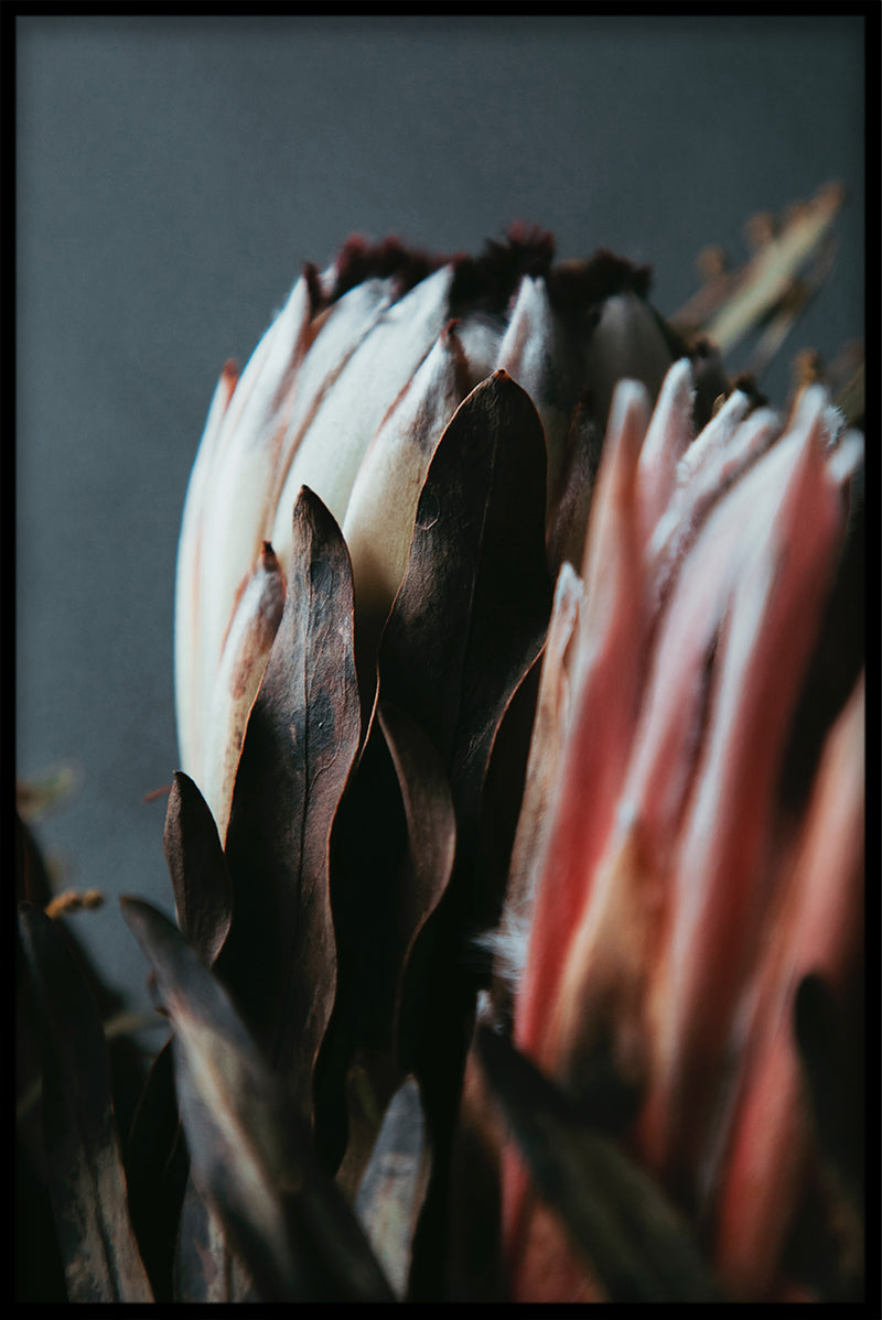 Plakat der Weinlese-Blumen-Sammlung N02
