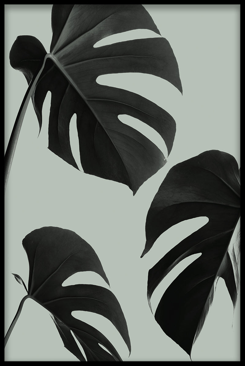 Grüner Monstera N03-Eintrag