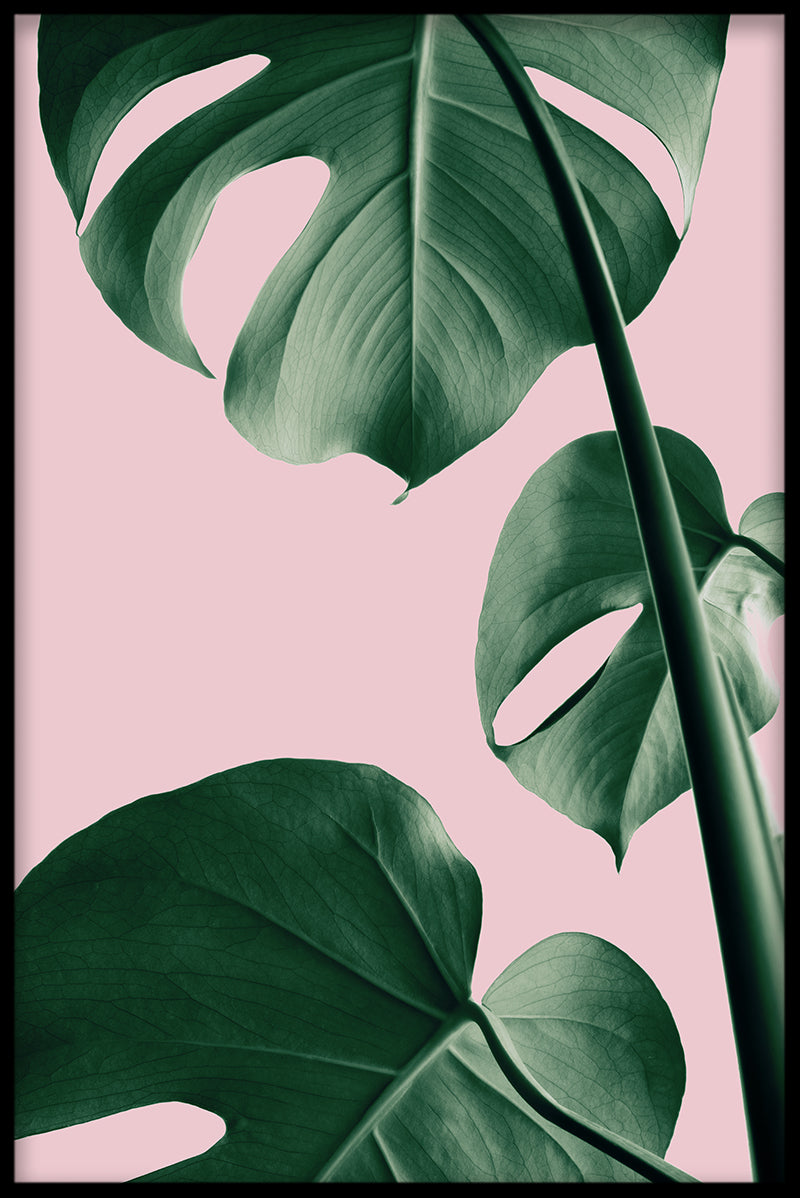 Rosa Monstera N03-Einträge