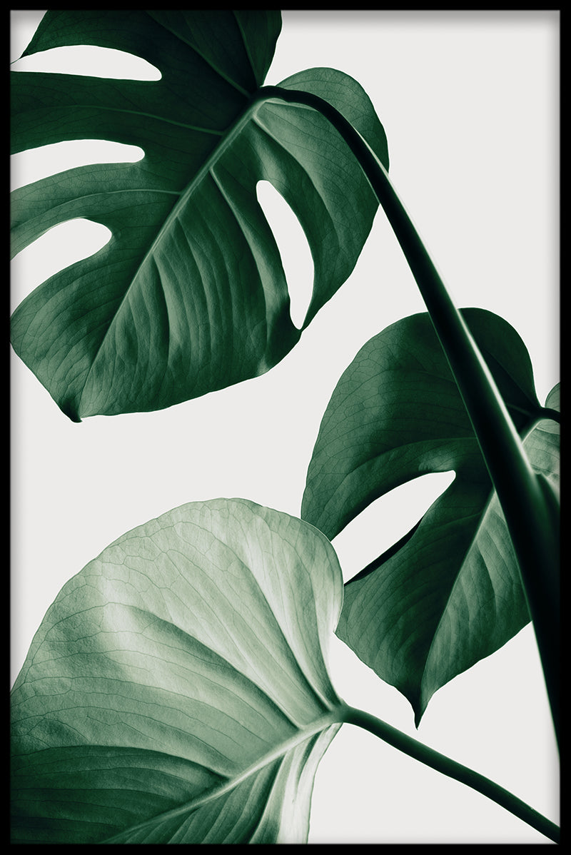 Leichte Monstera N03-Gegenstände