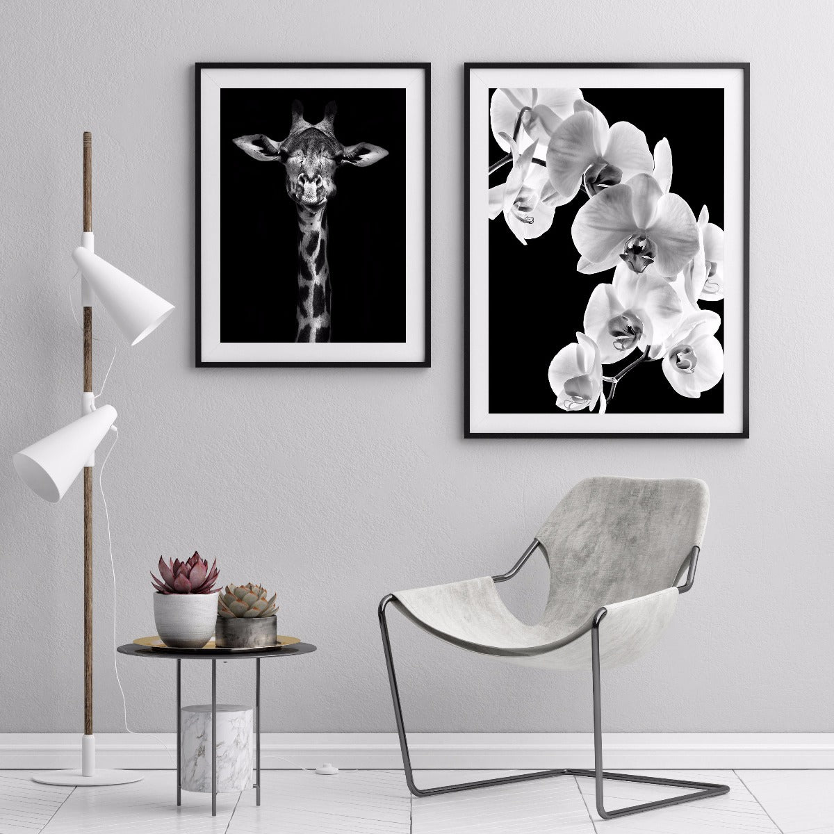 Aufzeichnungen über Phalaenopsis-Orchideen