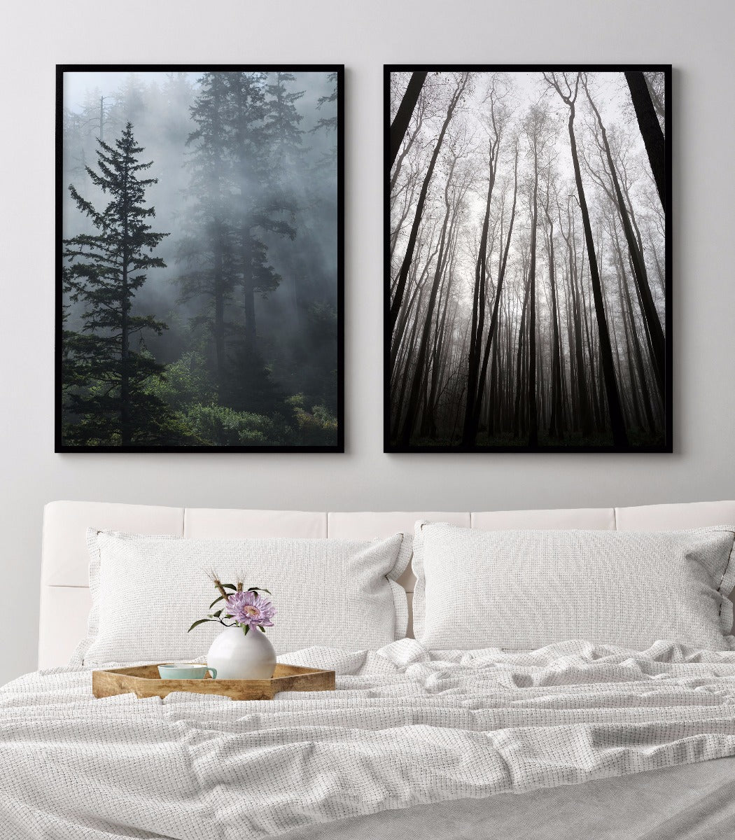 poster Nebel im immergrünen Wald