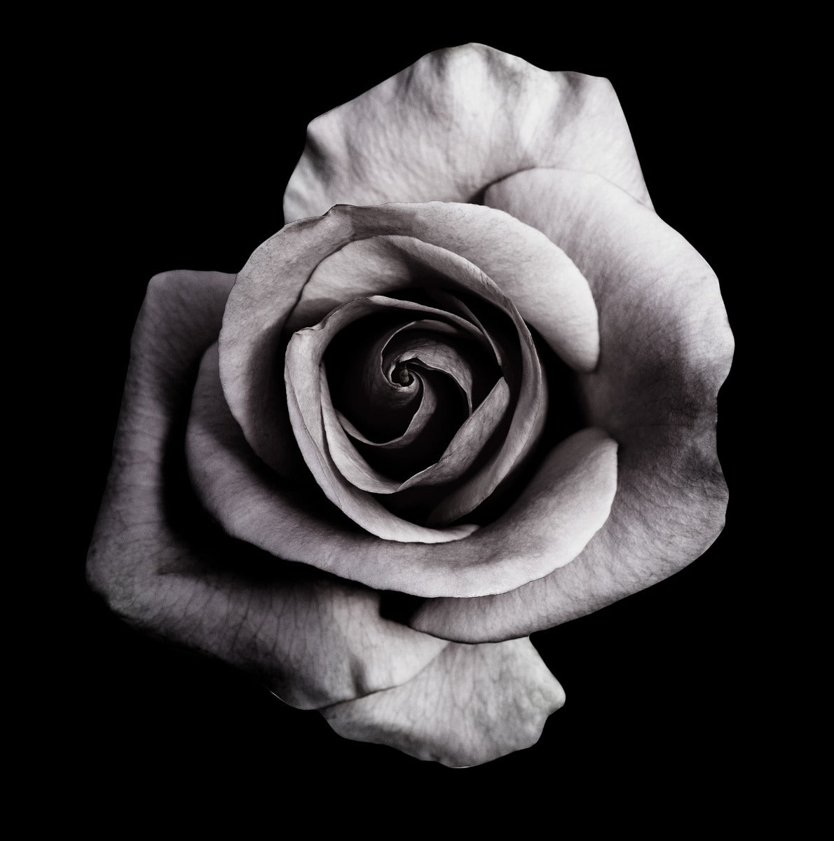 Rose auf schwarzem Plakat