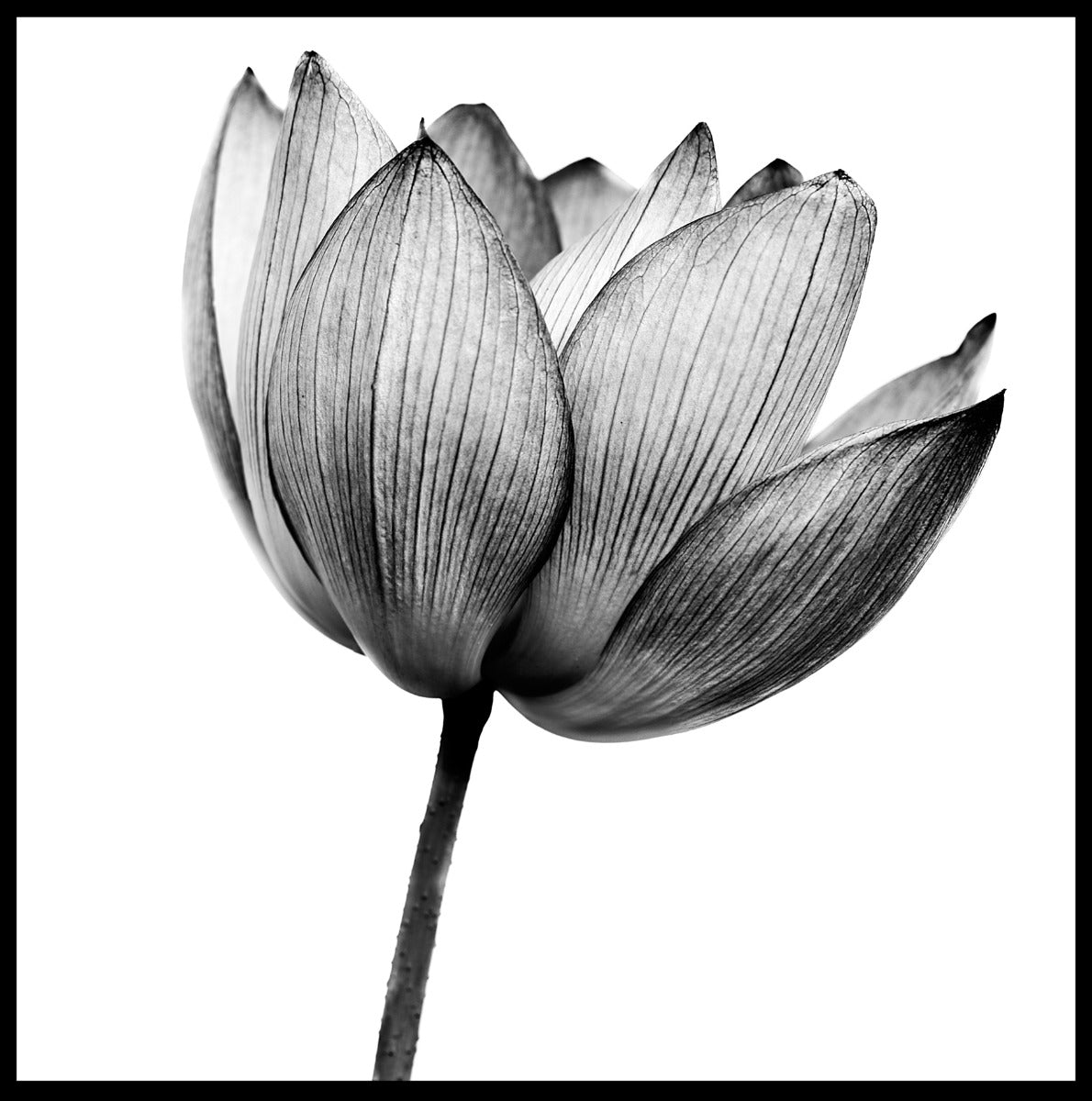 Lotus-Schwarz-Weiß-Poster