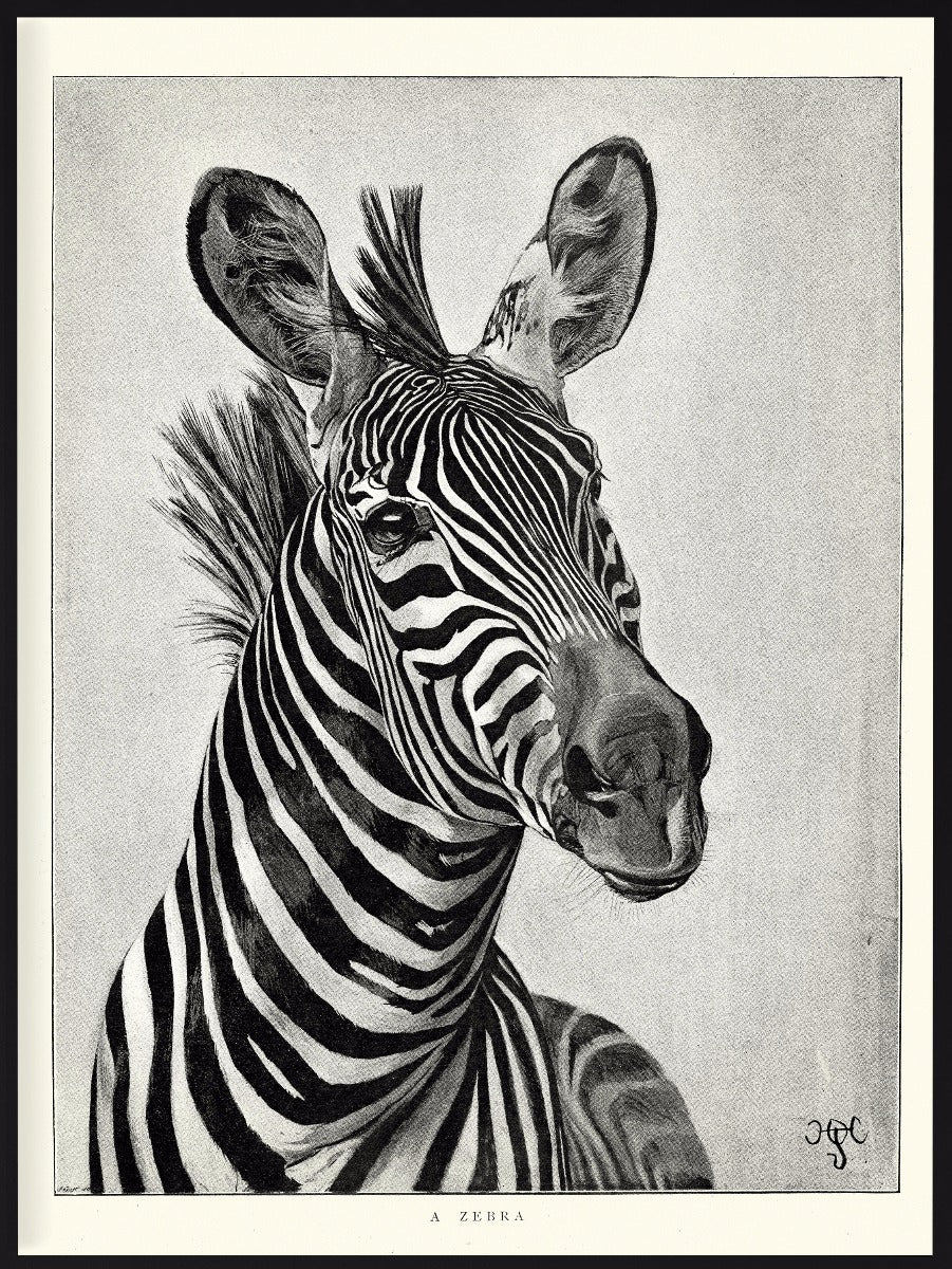 Zebra-Porträt Illustrationsposter