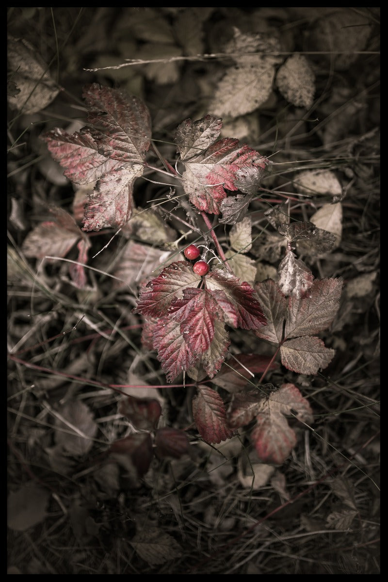 Rekorde im Herbstwald