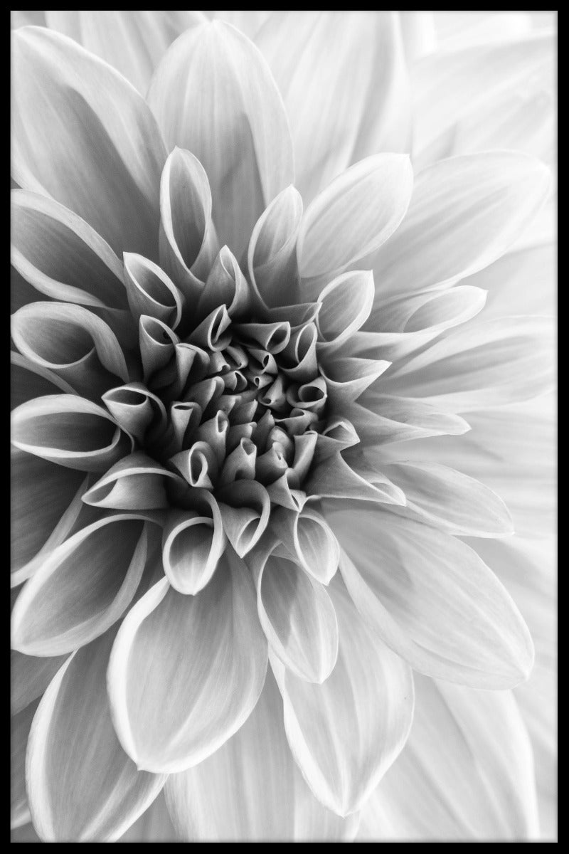 Dahlie-Plakat