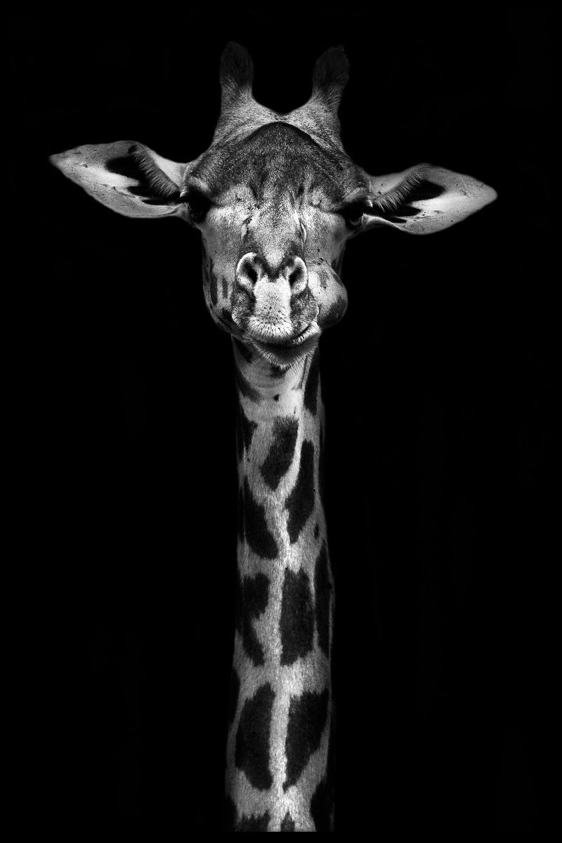  Schwarz-Weiß-Plakat mit Giraffenporträt