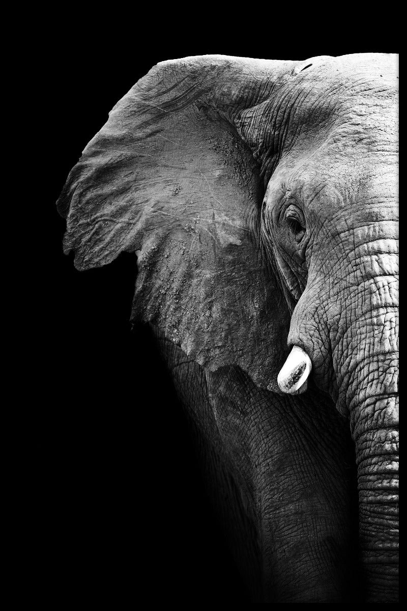 Schwarz-Weiß-Elefanten-Portrait-Poster