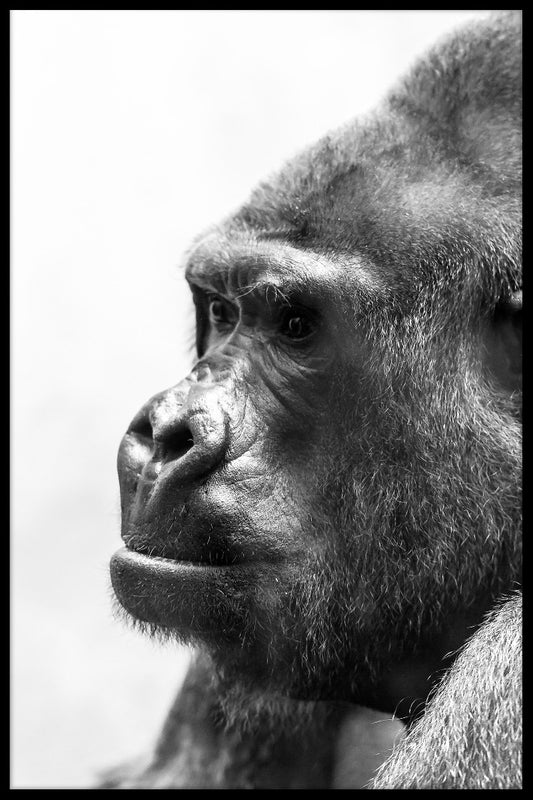  Gorilla Portrait Schwarz-Weiß-Poster