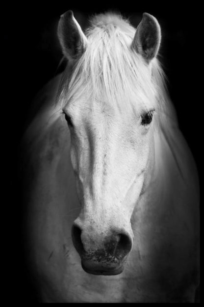  Porträtposter des weißen Pferdes