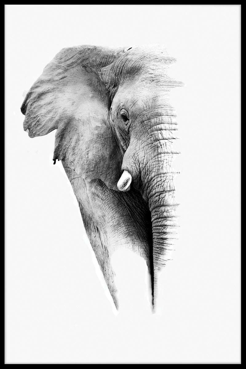  Poster für ein Porträt des weißen Elefanten