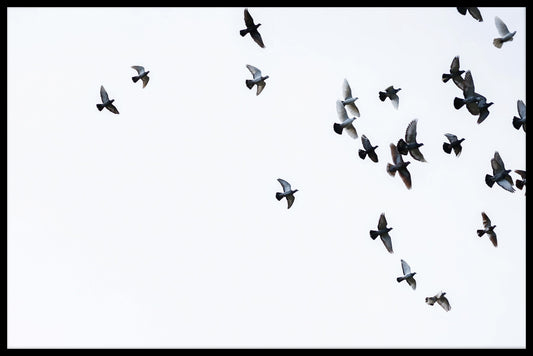  Rekorde für Vogelschwärme