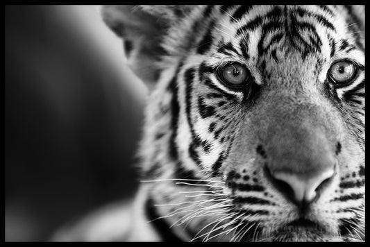  Tiger-Schwarz-Weiß-Poster