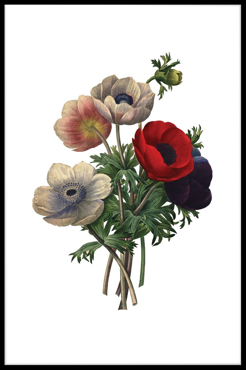 Anemone Simplex Redoute Blumenaufzeichnungen