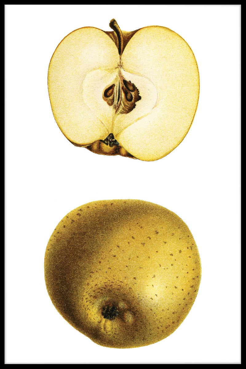  Halbe gelbe Apfelpfähle