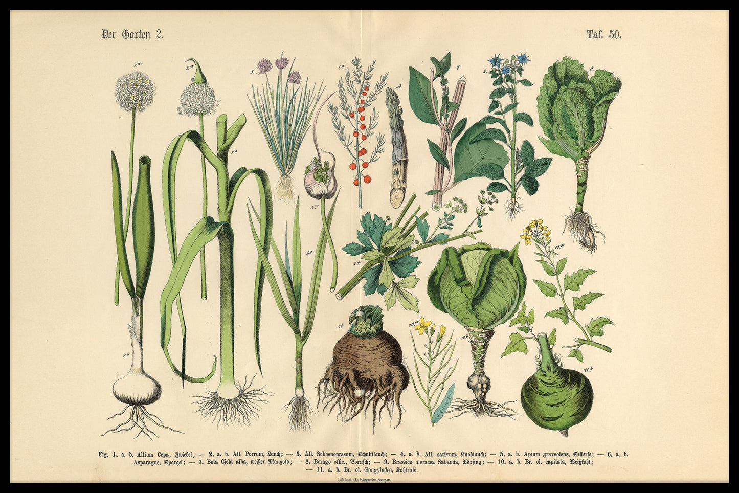  Viktorianisches botanisches Illustrationsplakat