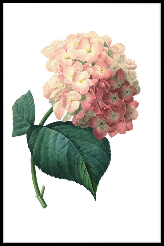  Hydrangea-Blume-Plakat