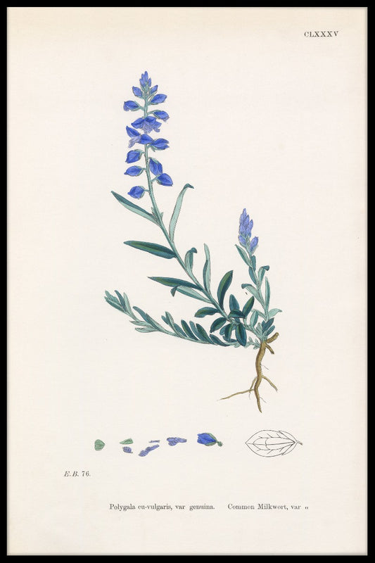  Rekord Polygala Vulgaris