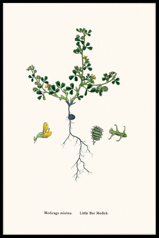  Medicago Mindestartikel