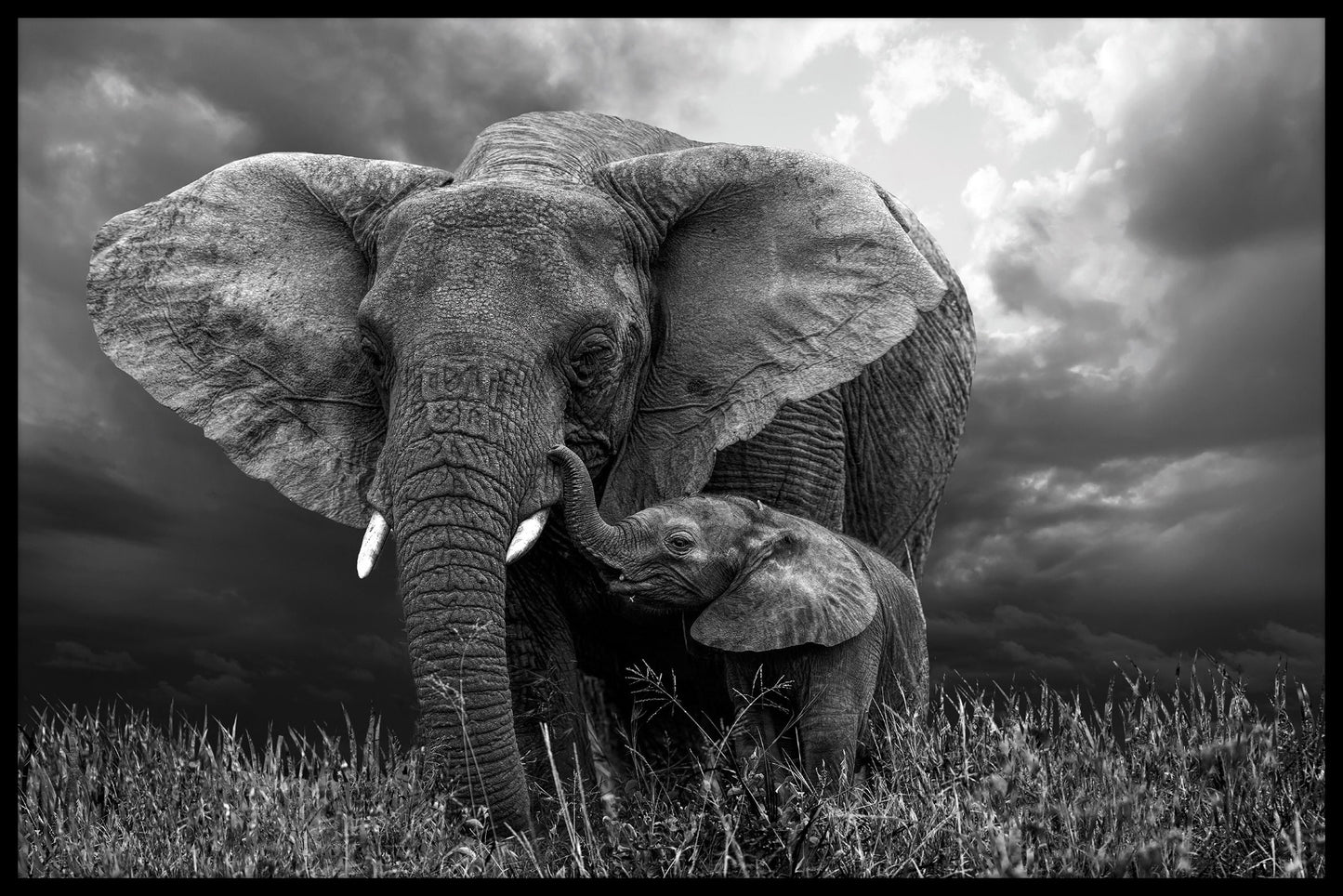  Elefanten- und Babyposter