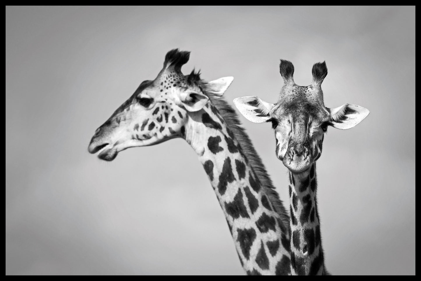  Poster mit zwei Giraffen