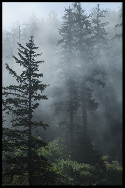  poster Nebel im immergrünen Wald