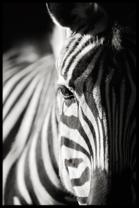  Zebra-Porträt-Naturposter