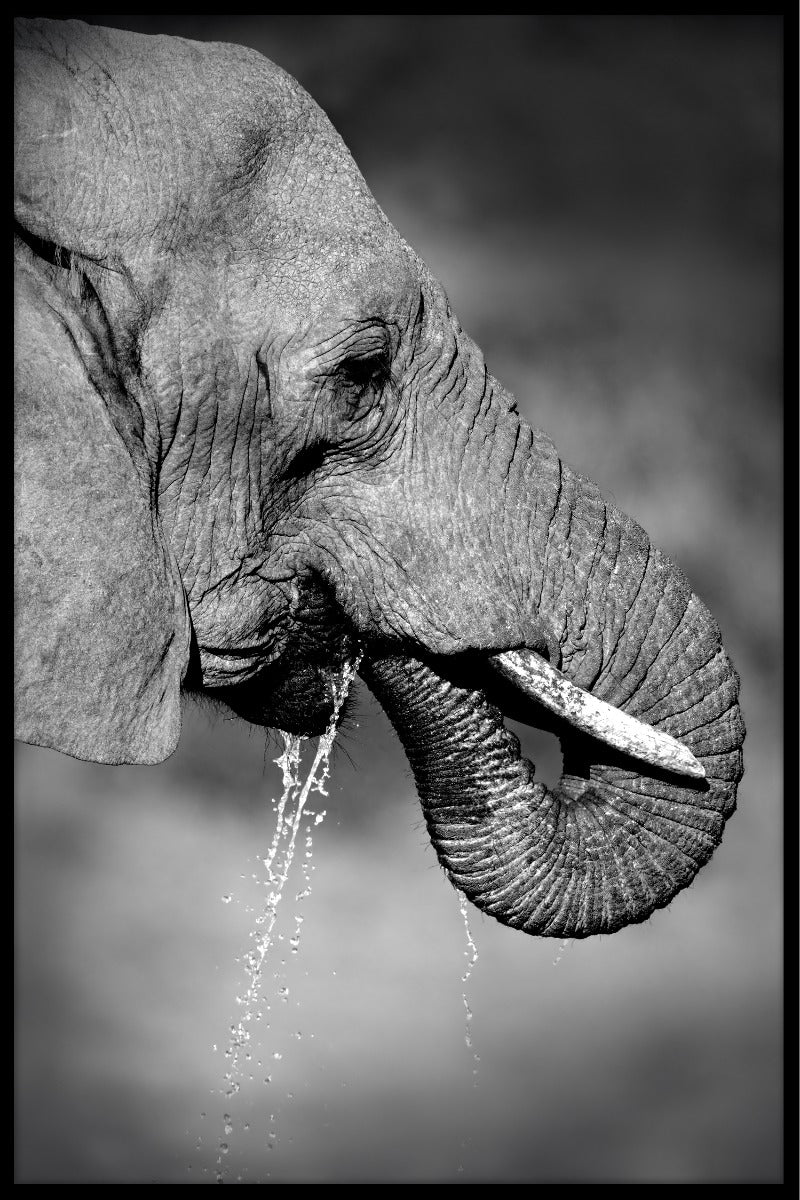  Poster zum Trinken von Elefanten