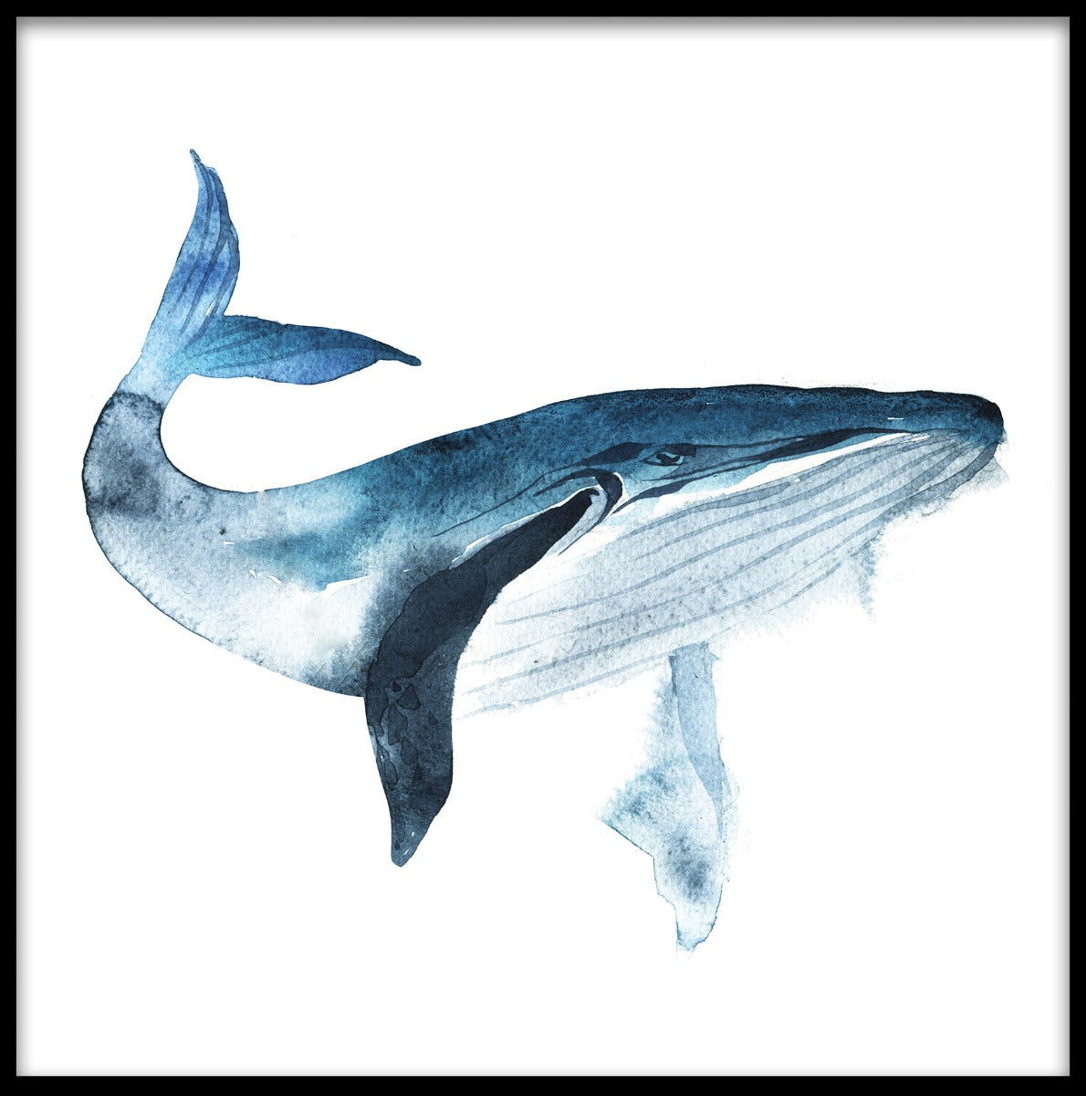  Blåval-Aquarellplakate