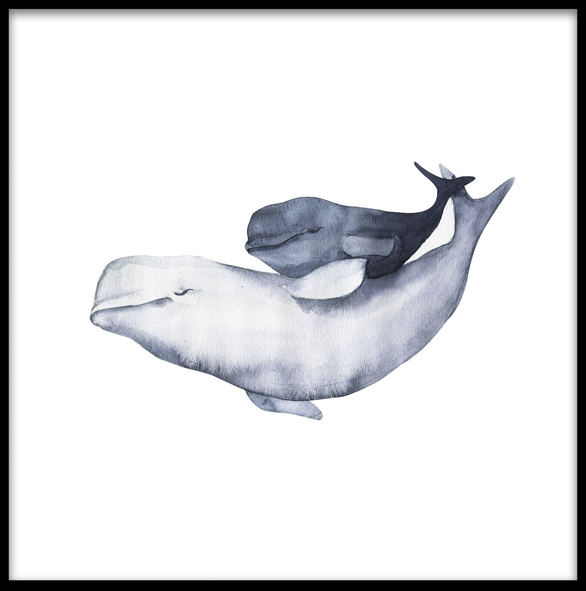 Aquarellplakate für die Beluga-Familie
