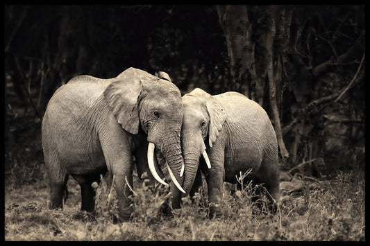  Elefantenliebe schwarz und weiß