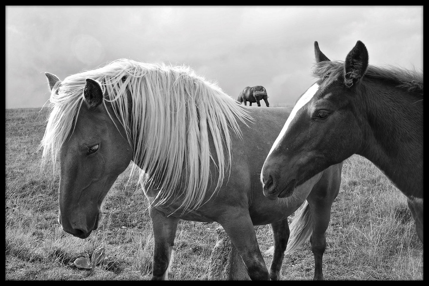  Pferde der Abruzzen Schwarz-Weiß-Poster