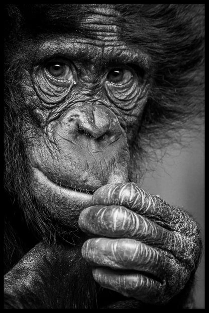  Bonobo sieht zum Nachdenken anregende Posts