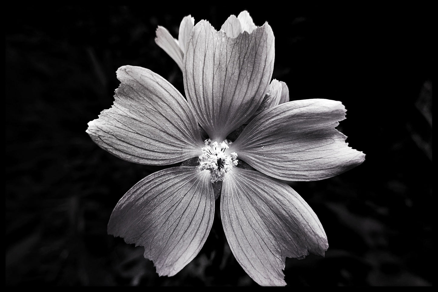  Schwarz-weißes Blumenplakat