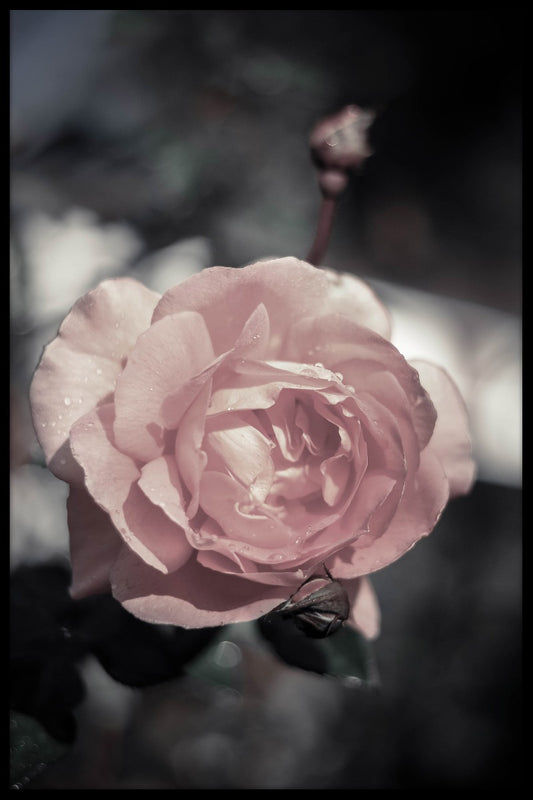  Pfirsich-Rosen-Plakat